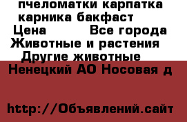 пчеломатки карпатка карника бакфаст F-1 › Цена ­ 800 - Все города Животные и растения » Другие животные   . Ненецкий АО,Носовая д.